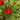 Red Maple Leaf Cypress Vine, 5 Seeds