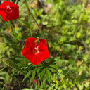 Red Maple Leaf Cypress Vine, 5 Seeds