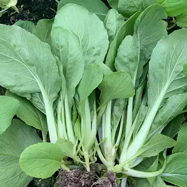 Tianfei Beautiful Pakchoi Seeds, 10g