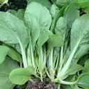 Tianfei Beautiful Pakchoi Seeds, 10g