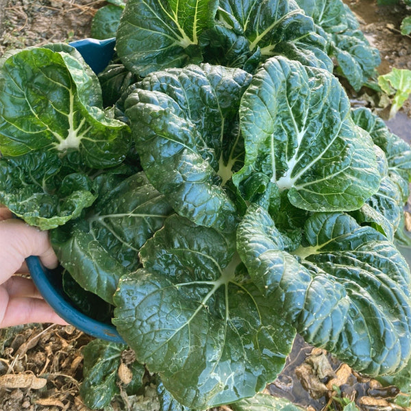 Dark-green-leafed Baby Bok Choy Seeds, 5 × 1k-seed Bags