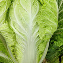 Maye Hot Pot Chinese Cabbage Seeds, 5 × 3g Bags