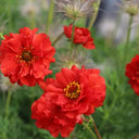Crimson Ocean Avens Seeds, 200 Seeds