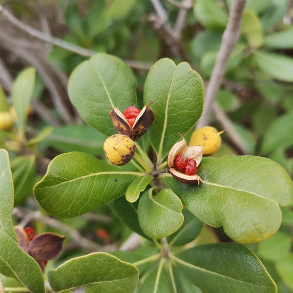Pittosporum tobira, 100 Seeds