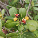 Pittosporum tobira, 100 Seeds