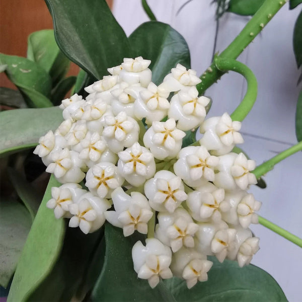 Hoya pachyclada, 5 Cuttings