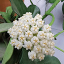 Hoya pachyclada, 5 Cuttings