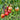 472 Dean's Wicked Plum Tomato, 5 Seeds