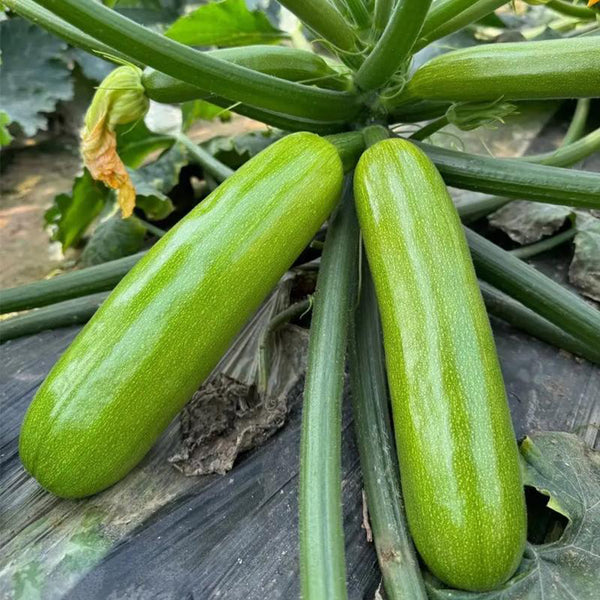 'Yalimei' Zucchini, 30 Seeds