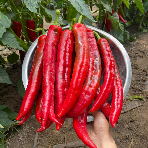 Hongyun No.1 Sweet Pepper F1, 100 Seeds