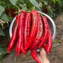 Hongyun No.1 Sweet Pepper F1, 100 Seeds