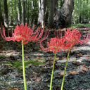 Red Spider Lily, 3 Bulbs
