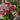 'Santiago' Calla Lily, 18/20cm Circumference, 1 Bulb