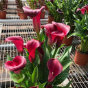 'Santiago' Calla Lily, 18/20cm Circumference, 1 Bulb