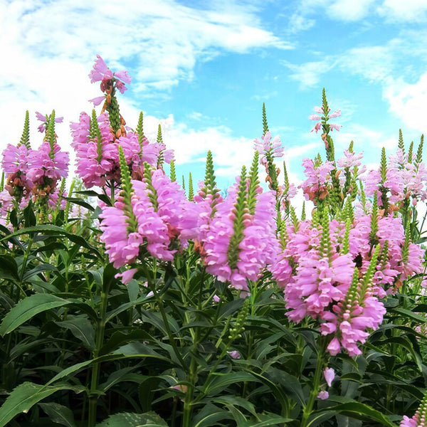 Pink Obedient Plant, 100 Seeds