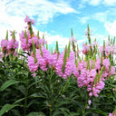 Pink Obedient Plant, 100 Seeds