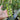786 Magic Wand Tomato, 5 Seeds
