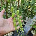 786 Magic Wand Tomato, 5 Seeds