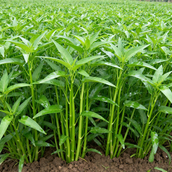 Willow Leaf Water Spinach Seeds, 10 Grams ≈ 250 Seeds