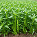 Willow Leaf Water Spinach Seeds, 10 Grams ≈ 250 Seeds