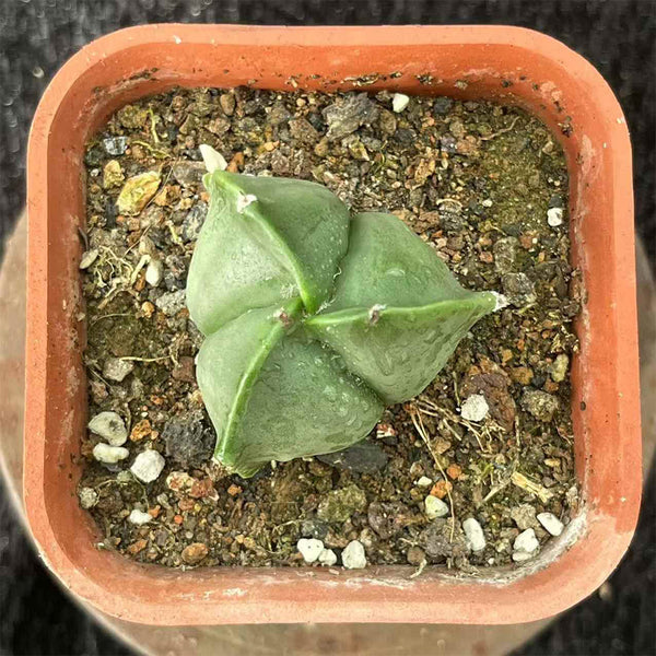 Triangular Bishop's Cap Live Cactus