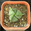 Triangular Bishop's Cap Live Cactus