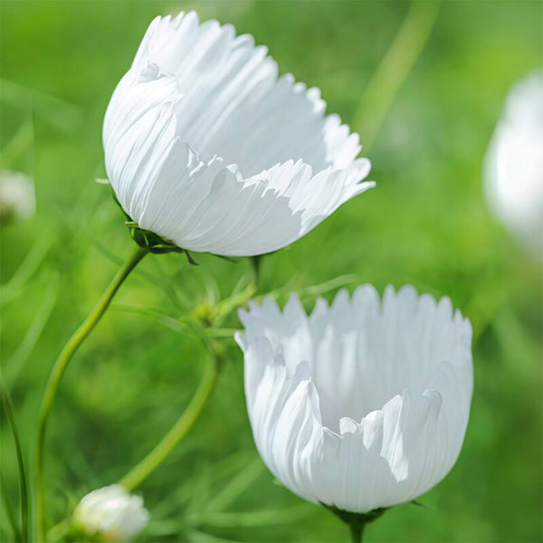 Hezhichun Cosmos bipinnatus 'Cupcakes White' Seeds, 1g