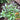 Licorice Basil, 100 ~ 150 Seeds