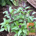 Licorice Basil, 100 ~ 150 Seeds
