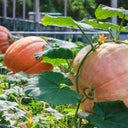Giant Pumpkin Seeds, 5 Seeds