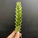 Euphorbia trigona 'Variegata', 7-8cm