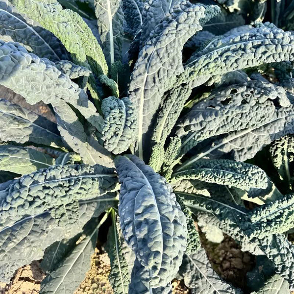 Blue Feather Kale Seeds, 2g