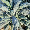 Blue Feather Kale Seeds, 2g