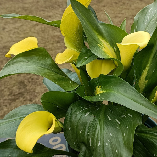 'Dana' Calla Lily, 18/20cm Circumference, 1 Bulb