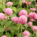 Hezhichun Pink Globe Amaranth Seeds, 1g