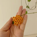 Hoya endauensis, 5 Cuttings