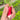 Thumb-sized Fruit Radish Seeds, 5g