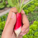 Thumb-sized Fruit Radish Seeds, 5g