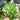 Oxalis triangularis Green, 10 Bulbs