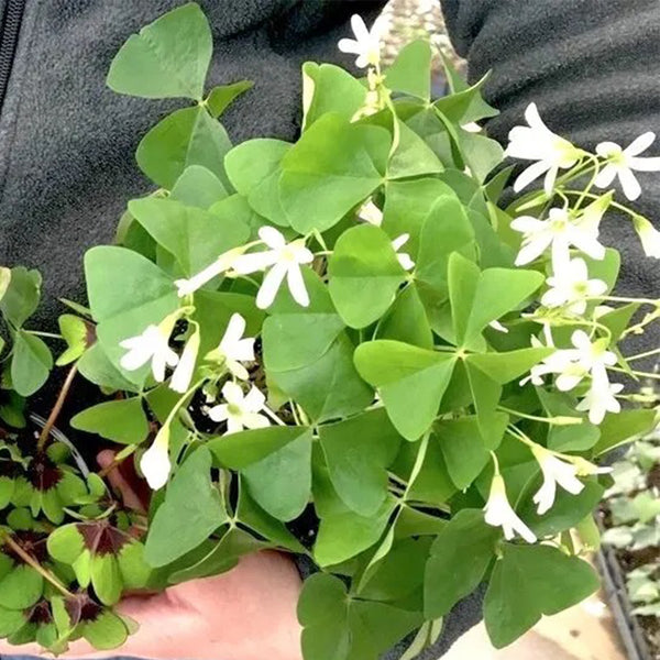 Oxalis triangularis Green, 10 Bulbs
