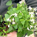 Oxalis triangularis Green, 10 Bulbs
