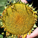 Black Three-Stripe Sunflower Seeds, 20g