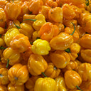 Hainan Yellow Lantern Pepper, 20 Seeds