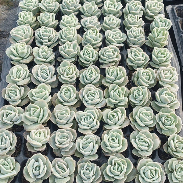 Graptoveria 'Lovely Rose', 3pcs x 1-head