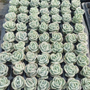 Graptoveria 'Lovely Rose', 3pcs x 1-head