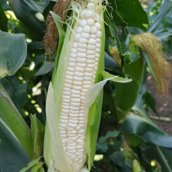 White Sweet Glutinous Corn Seeds
