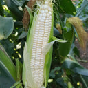 White Sweet Glutinous Corn Seeds