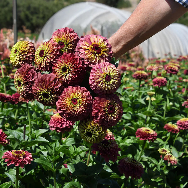 Zinnia elegans 'Queeny Lime Red', 5 Seeds