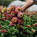 Zinnia elegans 'Queeny Lime Red', 5 Seeds