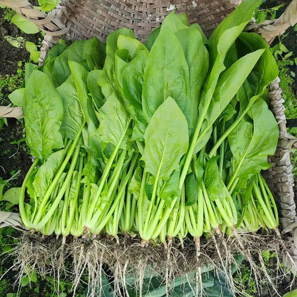 'Jinbote No.26' Spinach Seeds, 10g